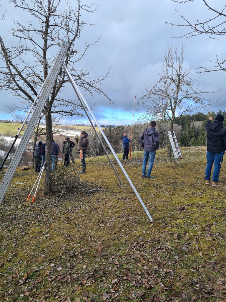 Obstbäume richtig schneiden