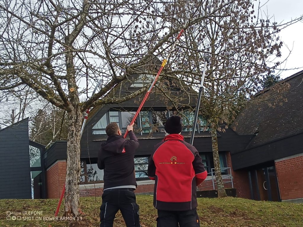 Schnittkurs für Obstbäume
