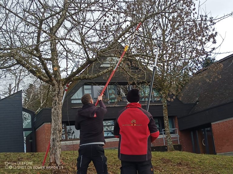 Schnittkurs für Obstbäume