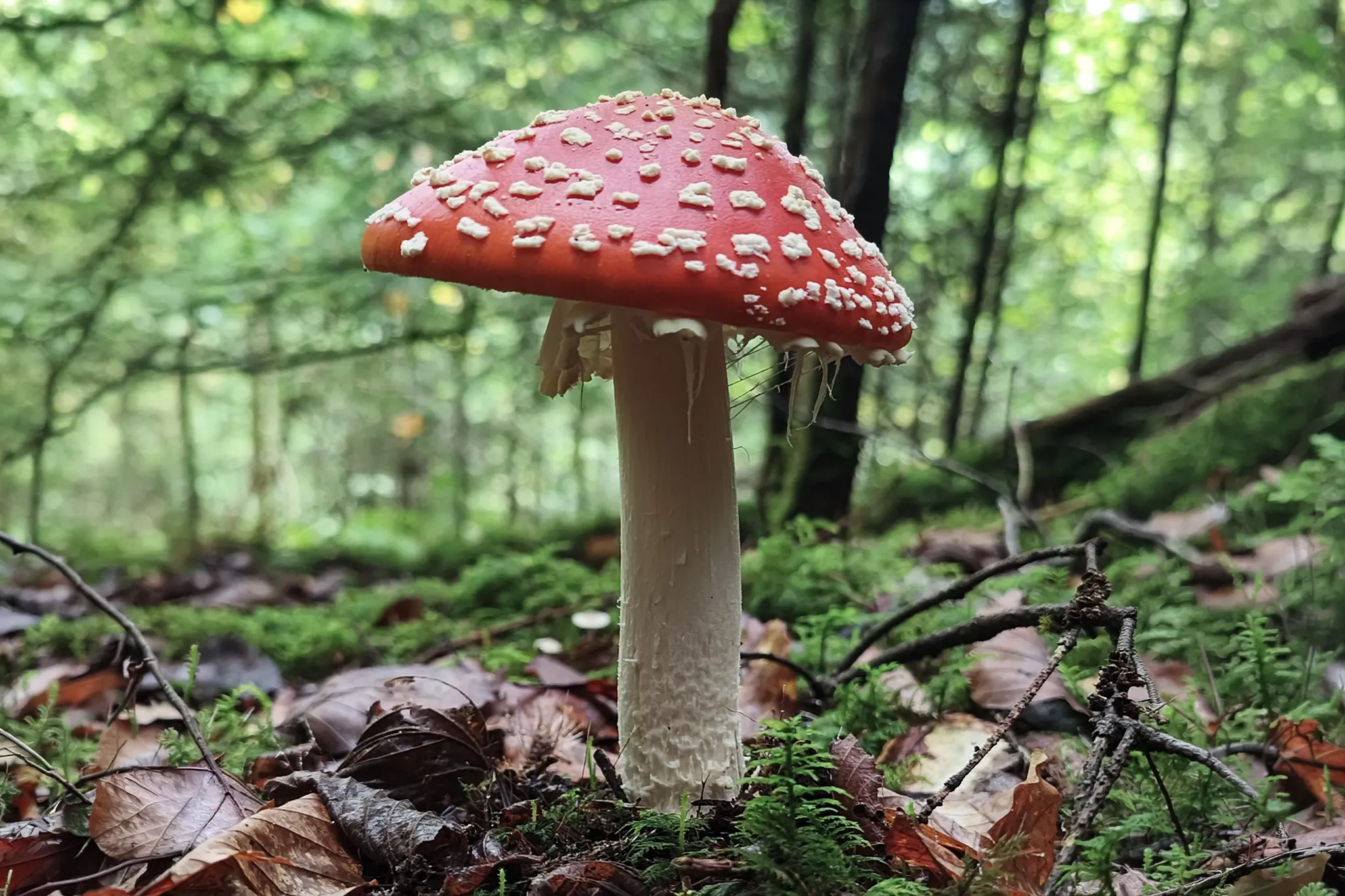 Die faszinierende Welt der Pilze